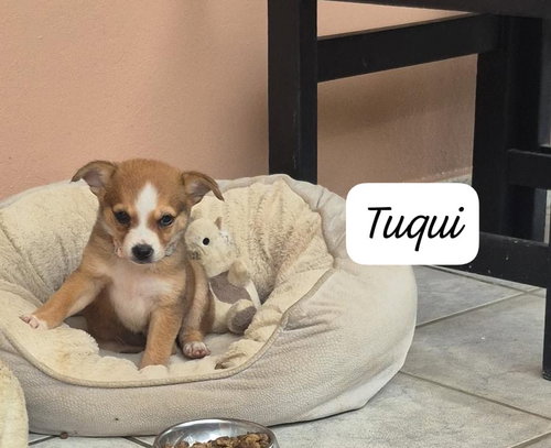 Tuqui