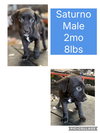 Saturn
