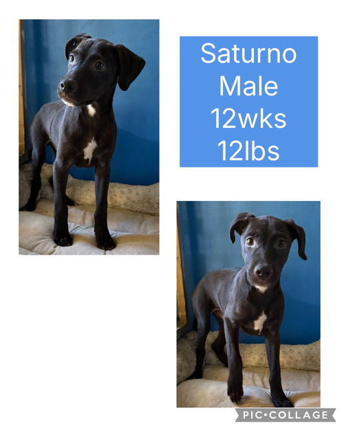 Saturn
