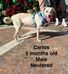 Carlos