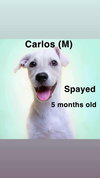 Carlos