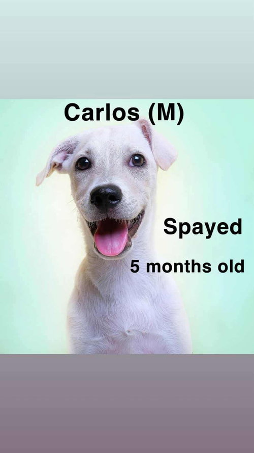 Carlos