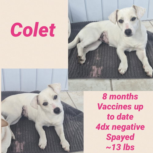 Colet