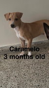 Caramelo
