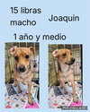 Joaquin