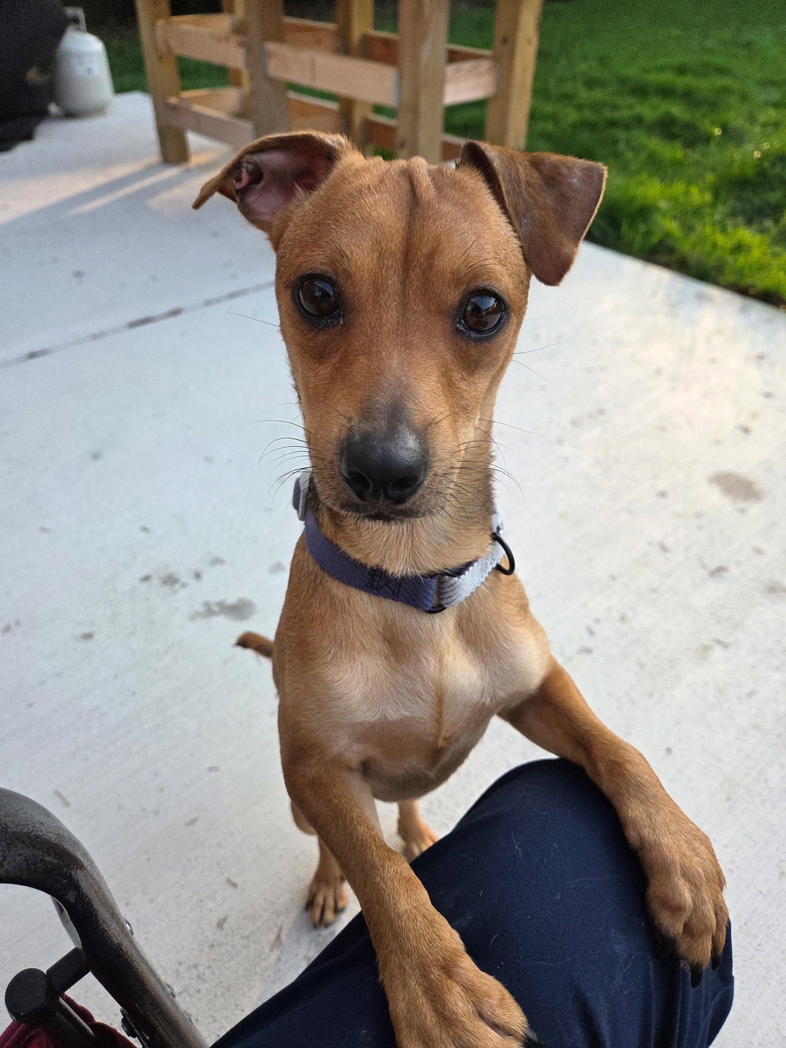 Terrier