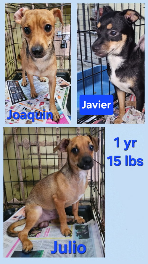 Javier