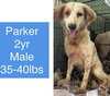 Parker