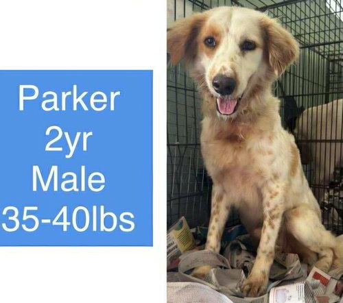 Parker