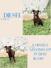 Deisel