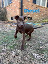 Deisel