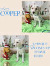 Cooper