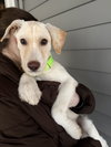 Cooper
