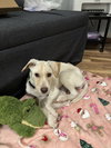 Cooper