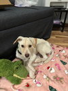 Cooper