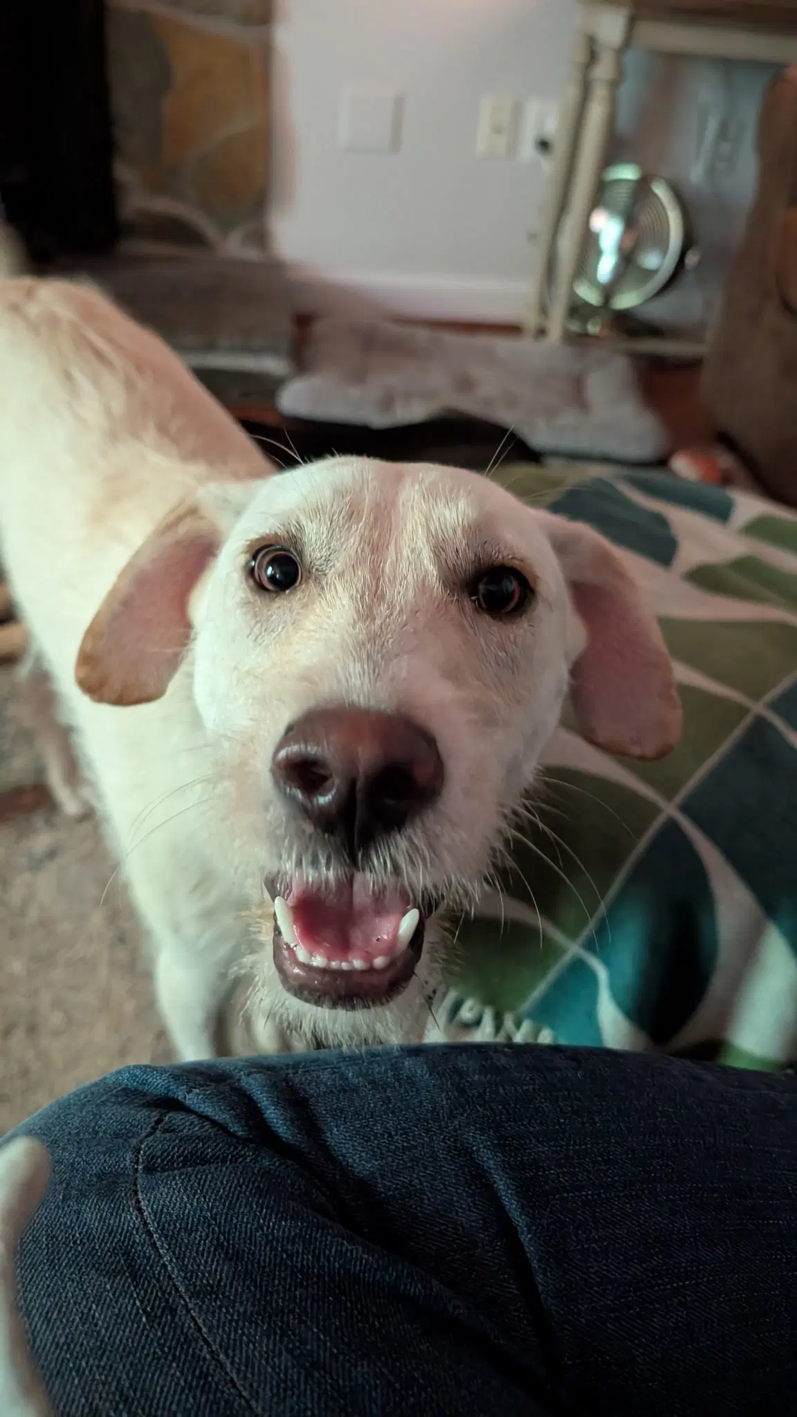 Cooper - Labrador Retriever