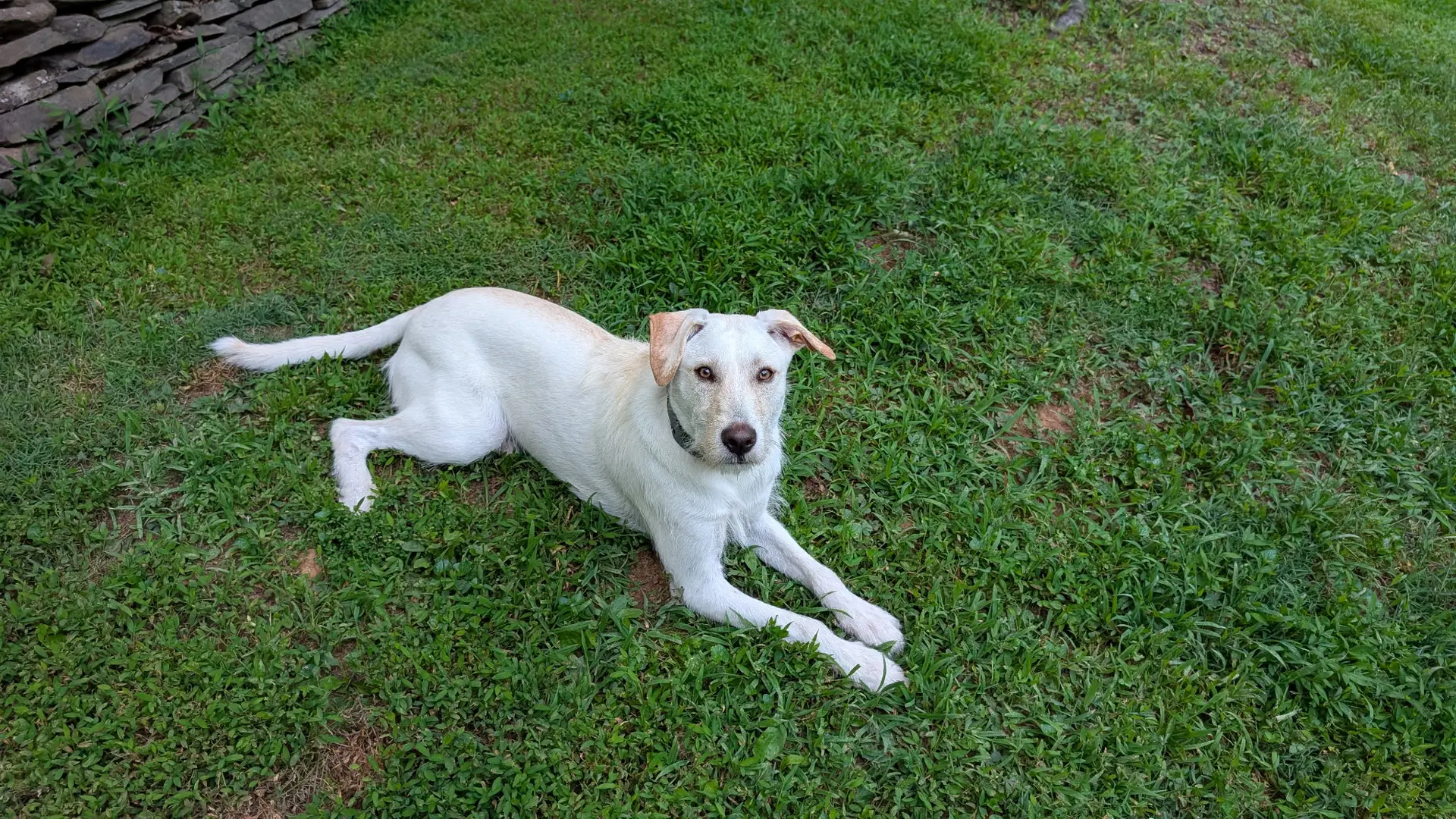 Cooper image 2