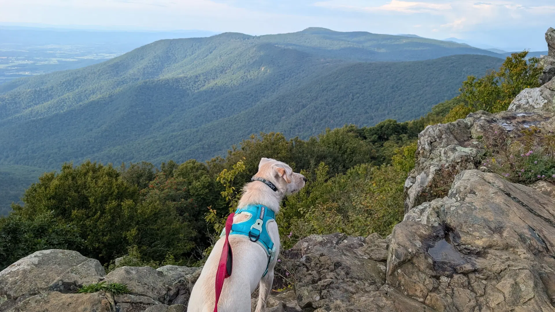 Cooper image 4