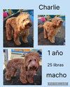 Charlie