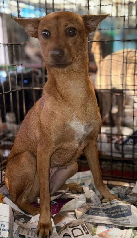 Canela