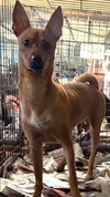 Canela