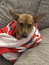 Canela
