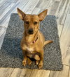 Canela