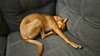 Canela