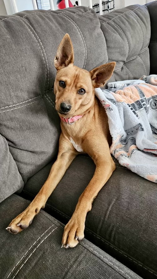 Canela