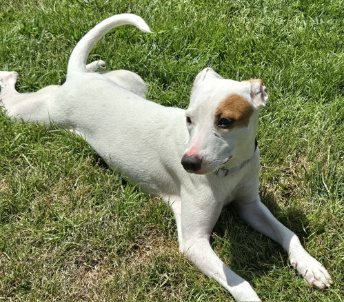 Georgia, an adoptable Terrier in Virginia Beach, VA