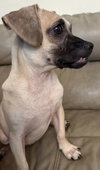 Benito