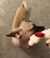 Benito