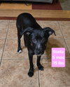Stella
