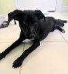 Stella