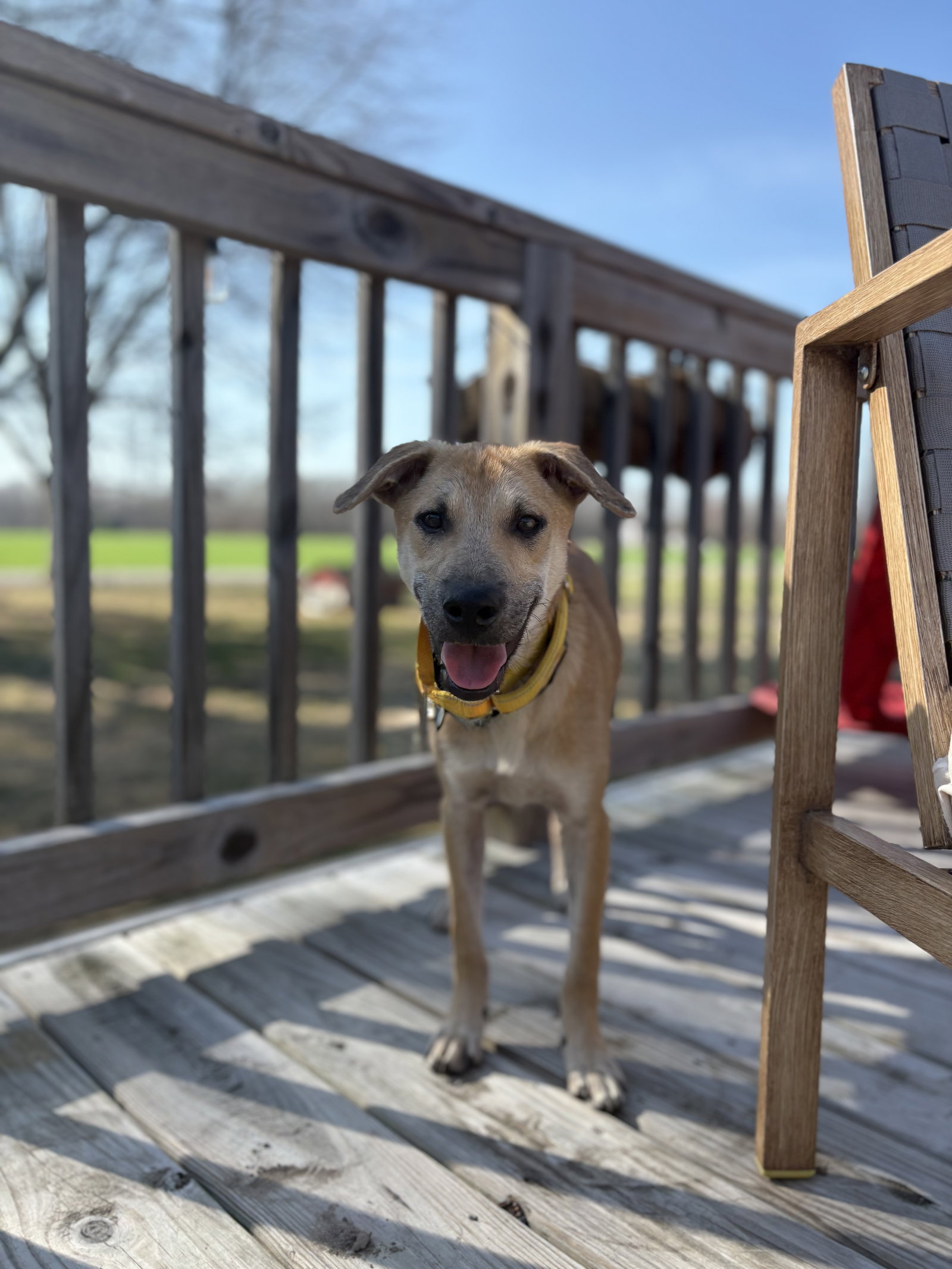 Labrador Retriever