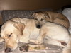 Alfonso/Charlie