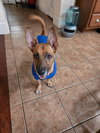 Amara