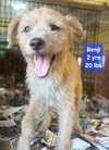 Benji