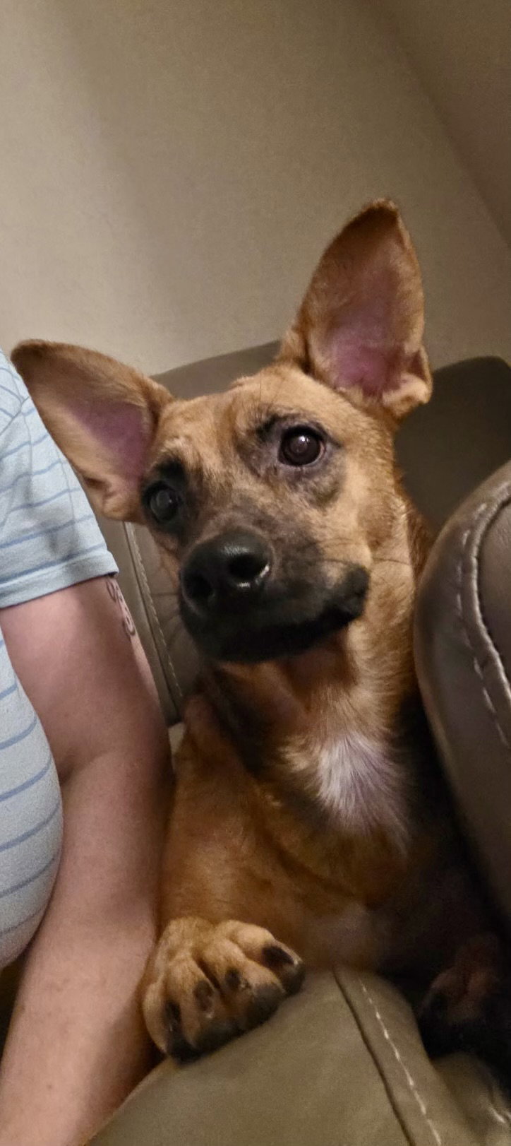 Terrier