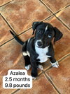 Azaela