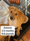 Antonio