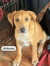 Antonio