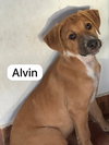 Alvin