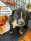 Arturo