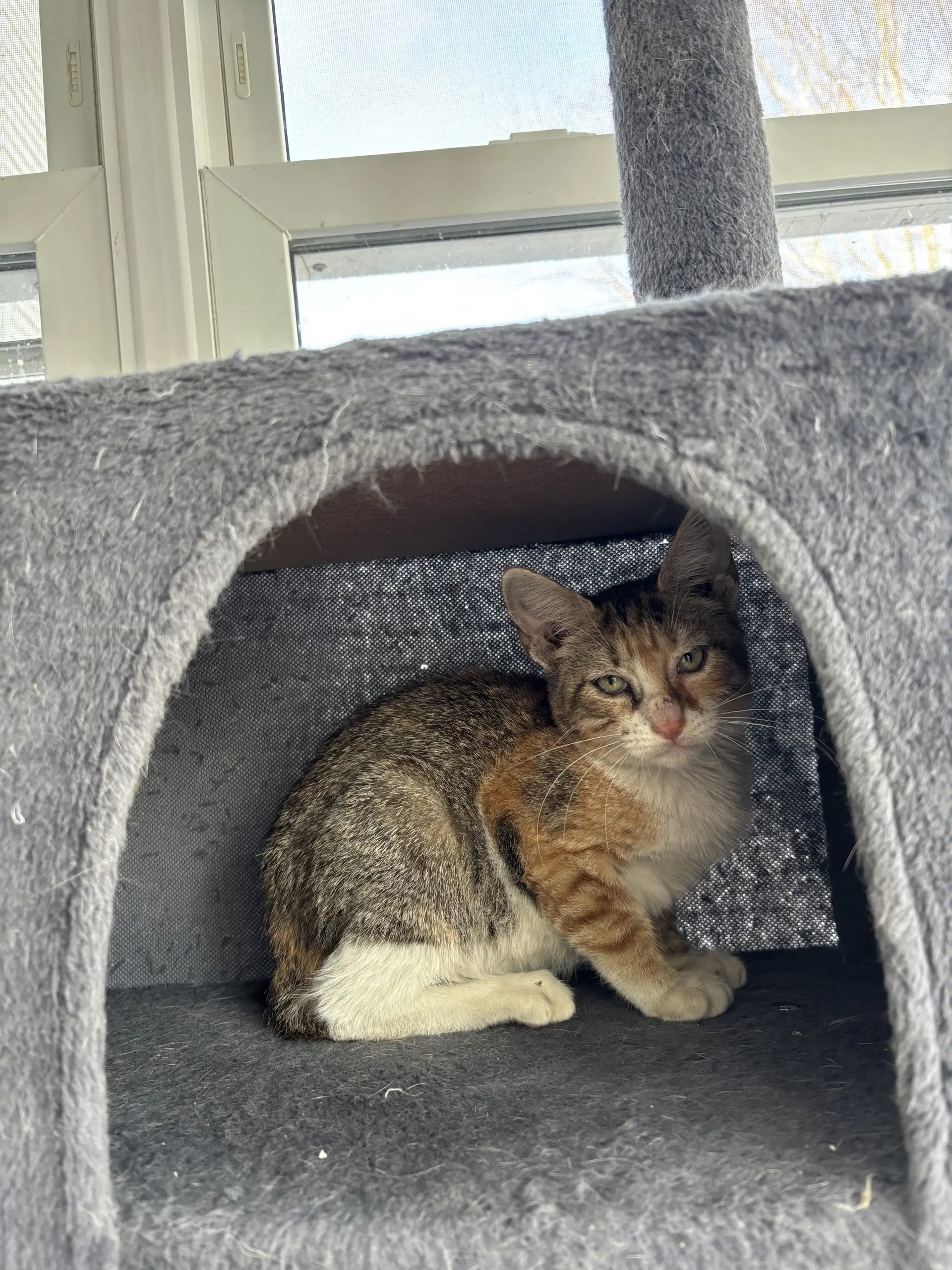 Lulu - Domestic Short Hair