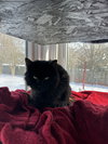 Cocoa