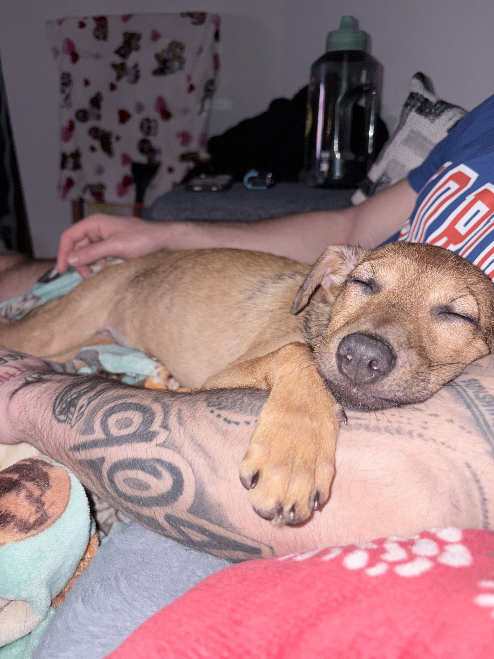 Chihuahua