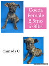 Cocoa