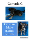 Cristian