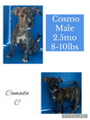 Cosmo